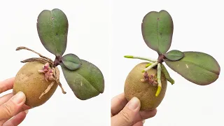The magic from the potato makes the rootless orchid grow instantly