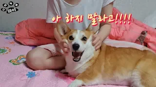 강아지 마사지 해주는법 │웰시코기│How to Massage a Dog