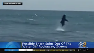 Possible shark spins out of the water off Rockaway, Queens