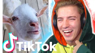 Die LUSTIGSTEN TIERE auf TIKTOK! #2