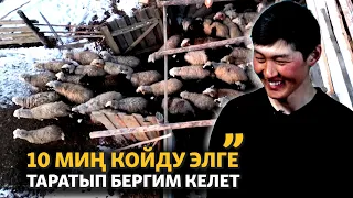 "10 миң койду элге таратып бергим келет"