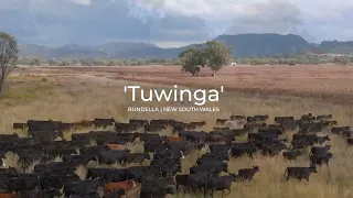 Elders Tamworth | 'Tuwinga' Liverpool Plains