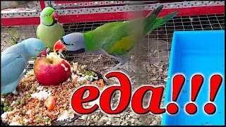 Правильное питание попугаев - залог их здоровья!!