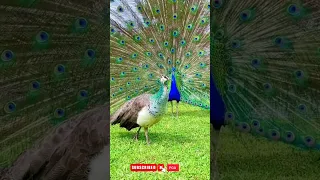 Green Peacock. എന്താ അഴക് #shorts