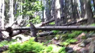 French hikers run after bigfoot?