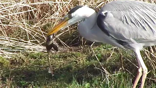 Heron catches Toad  .