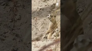 Zoo welcomes newborn meerkats | ABC News