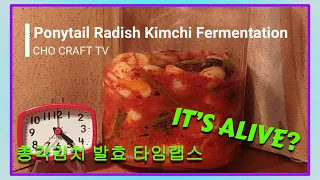 Ponytail Kimchi (chonggak kimchi) Fermentation Time Lapse. 총각 김치 발효 과정 타임랩스