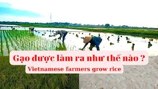 Hạt gạo được làm ra như thế nào?| Quy trình trồng lúa của bác nông dân |Vietnamese farmers grow rice