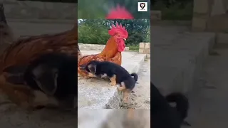 #cock #friendship #puppy #dog #animals #shorts #short #shortsvideo #shortvideo