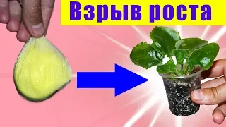 ВОТ ЧЕМ Я ПОЛИВАЮ ФИАЛКИ! РАСКРЫВАЮ ВАМ СЕКРЕТ! ВСЕ СЮДА! ПОЛИВАЙТЕ ЭТИМ И БУДЕТ ШИКАРНЫЙ РОСТ!