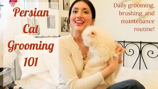 Persian Cat Grooming 101 | Daily Maintenance Routine