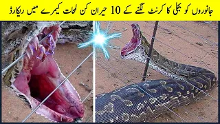 10 Shocking Moments Animals Getting Electric Shocked | Animal Getting Electrocuted Caught On Camera