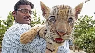 Tiger Cubs A Cute And Funny Big Cats Compilation -2017