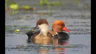 RED CRESTED POCHARD || BEAUTIFUL MIGRATORY DUCKS ||