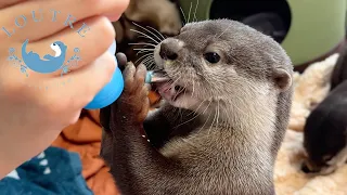 Nourishing Otter Beat with Milk