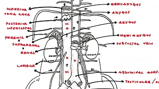 Detailed Illustration Of Vena Cava - Azygos System | Cardiovascular | Venous Drainage |Anatomy