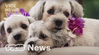 South Korea’s Dog Cloning Industry