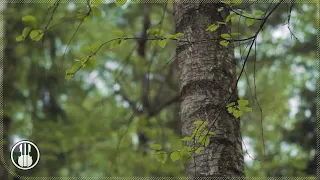 Soothing Light Rain and Birdsong in the Spring Forest 🌧 Fall Asleep in the Ambience of Forest Rain