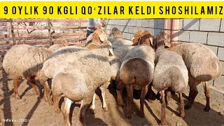 ASL GIGANT NASILIK QOʻZILAR KELDI SHOSHILAMIZ SONI CHEKLANGAN