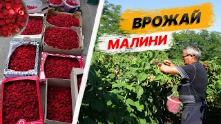 Врожай малини. Вирощування малини та заробіток на ній