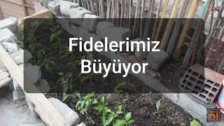 Bahçemizdeki Fidelerin Gelişimi | Asma Ağacımızdaki Minik Üzum Salkımları