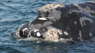 Identifying and Reporting North Atlantic Right Whales