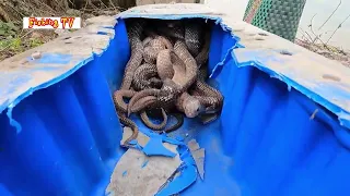 Terrified To Discover 100 Roaring King Cobras In The Chicken Coop | Fishing TV