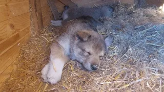 Щенки ушли из вольера/ Поиск/Спасение/