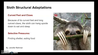 Animal Adaptations Slides: Directions