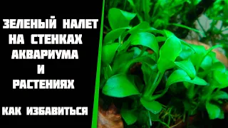 Зеленый налет на стенках аквариума, как избавиться. Ксенококус и GDA, в чем разница.