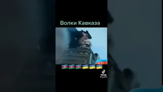 волки кавказа