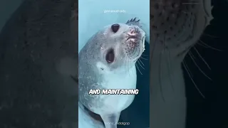 How Seals Breathe: The Secret of Their Underwater Survival 🦭