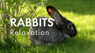 Rabbits Relaxation | Relaxing Music, Sleep Music, Stress Relief, Calming Music, Meditation