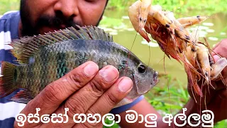 Hook Fishing | Fishing with Shrimp | Sri Lanka Fishing | Big Fish Catching | ඉස්සෝ ගහලා මාලු අල්ලමු