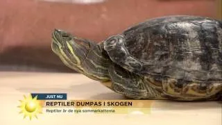 Ormbesöket som satte skräck i studion  - Nyhetsmorgon (TV4)