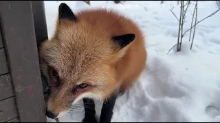 Alice the fox. A way to quickly improve a fox's mood.