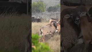 Bow Shot on a Hawaii Mouflon Sheep