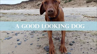 Top reasons for getting a Hungarian Vizsla (Ginger Rocket!)