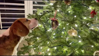 Cute beagle inspects Christmas tree ornaments