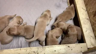 Ruby’s puppies, 3 weeks