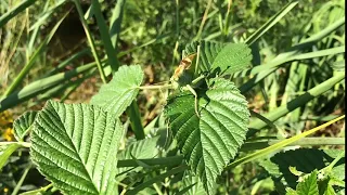 Schoeps CCM41/CCM8. Tettigonia Cantans. 3 times Slowed down