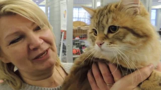 Харьков. Международная  Выставка Кошек 2017. Часть 3.   Kharkiv. Cat Show 2017 Part 3.