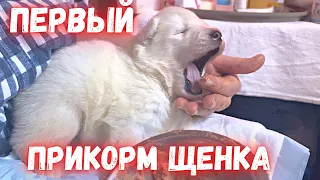 Первый прикорм щенка! Royal Canin Starter Mousse