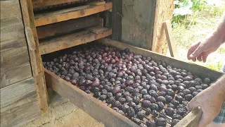 Drying fruit in a dryer in the traditional way