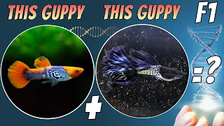 How to Make Your Own Guppy Strain: F1 Breeding Results!