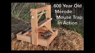 600 Year Old Style Merode Mouse Trap In Action. Best Trigger System I Have Ever Tested