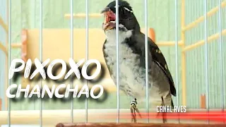 PIXOXÓ CHANCHÃO CANTANDO MUITO | PERFEITO PARA ESQUENTAR