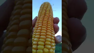 Качан кукурузы 🌽