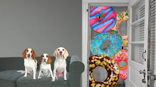 Dogs vs Giant Donut Invasion: Funny Dogs Maymo & Potpie & Puppy Indie Endure Donut Apocalypse